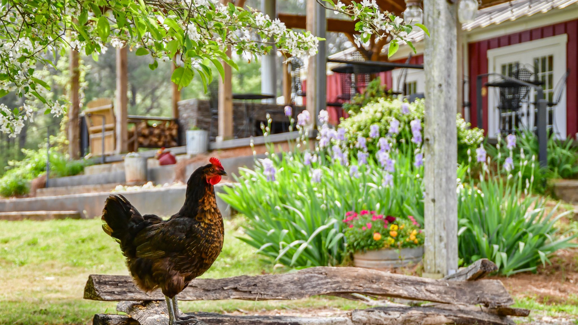 a rooster standing on a log