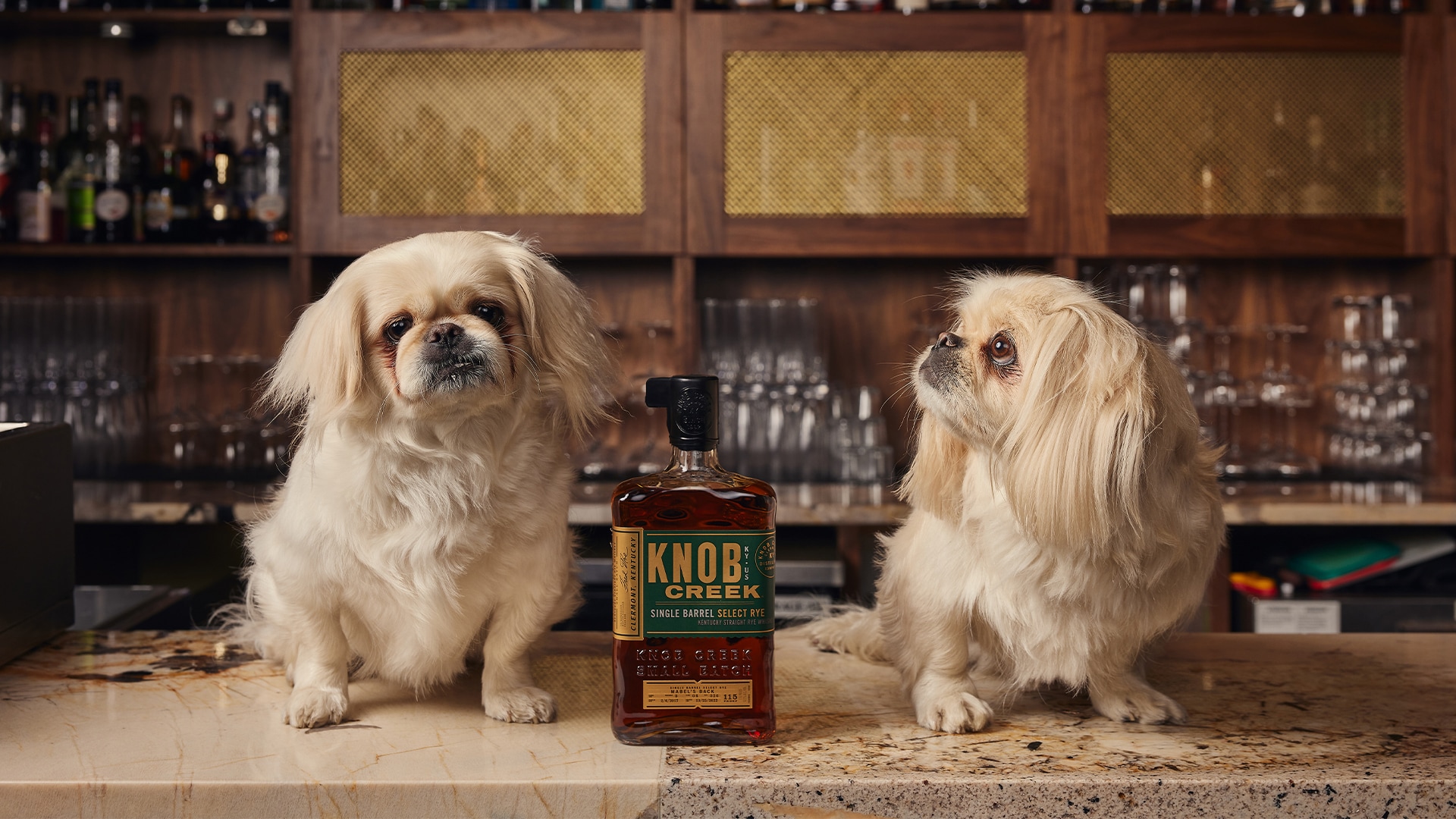 Post image for two dogs standing on a counter