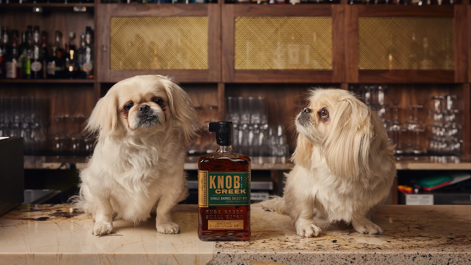 Post image for two dogs standing on a counter