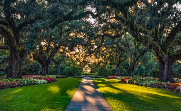 a path between trees and flowers