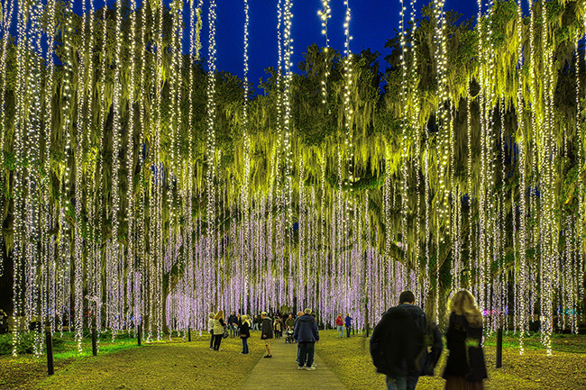 people walking down a path with many lights from trees