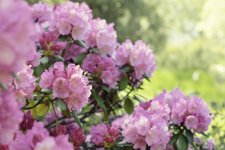 pink flowers
