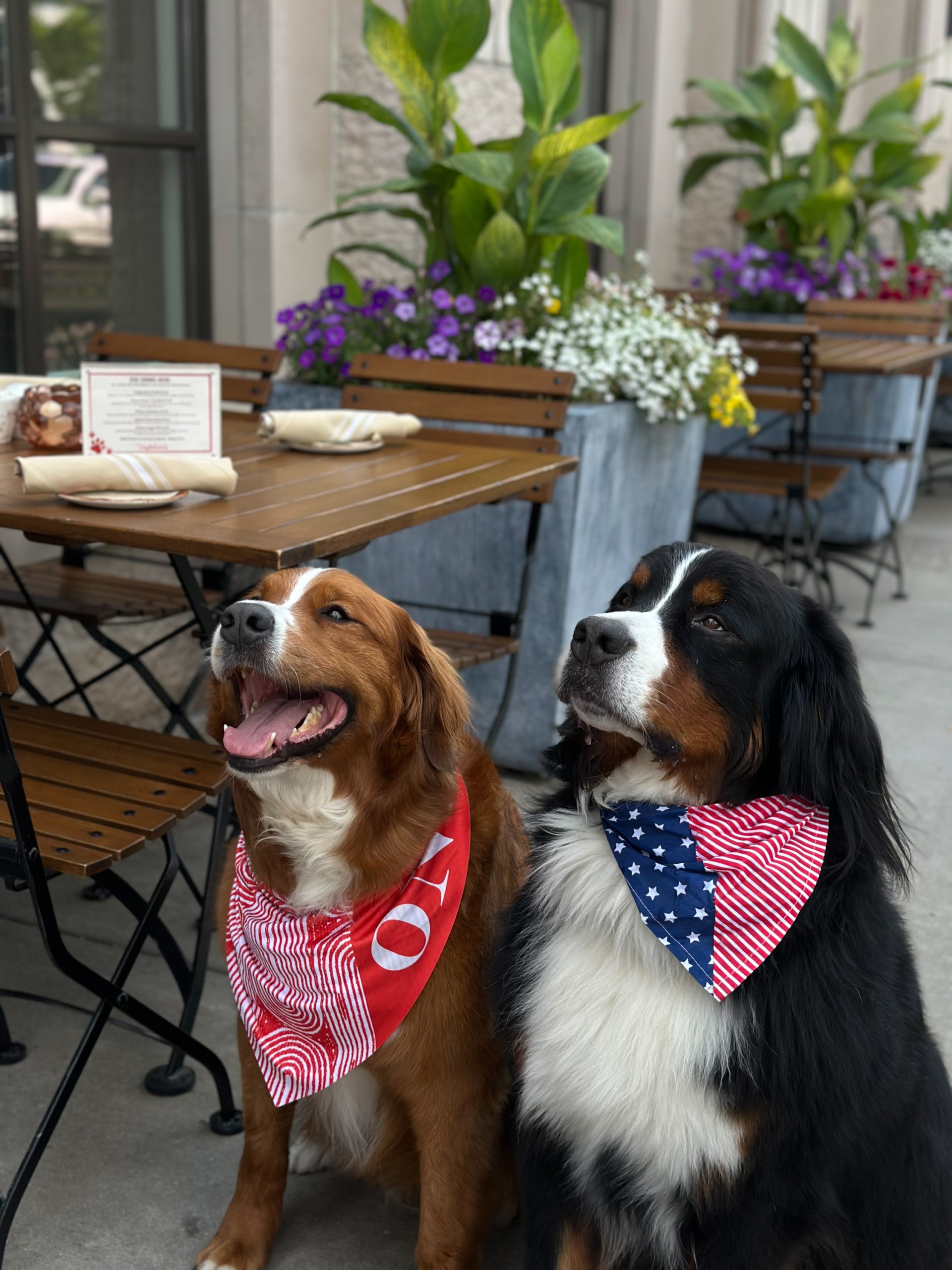 two dogs sitting next to each other