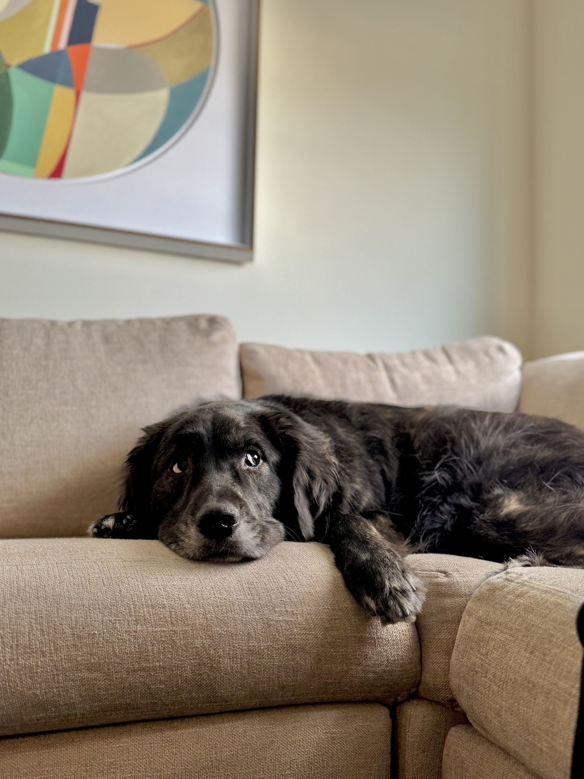 a dog lying on a couch