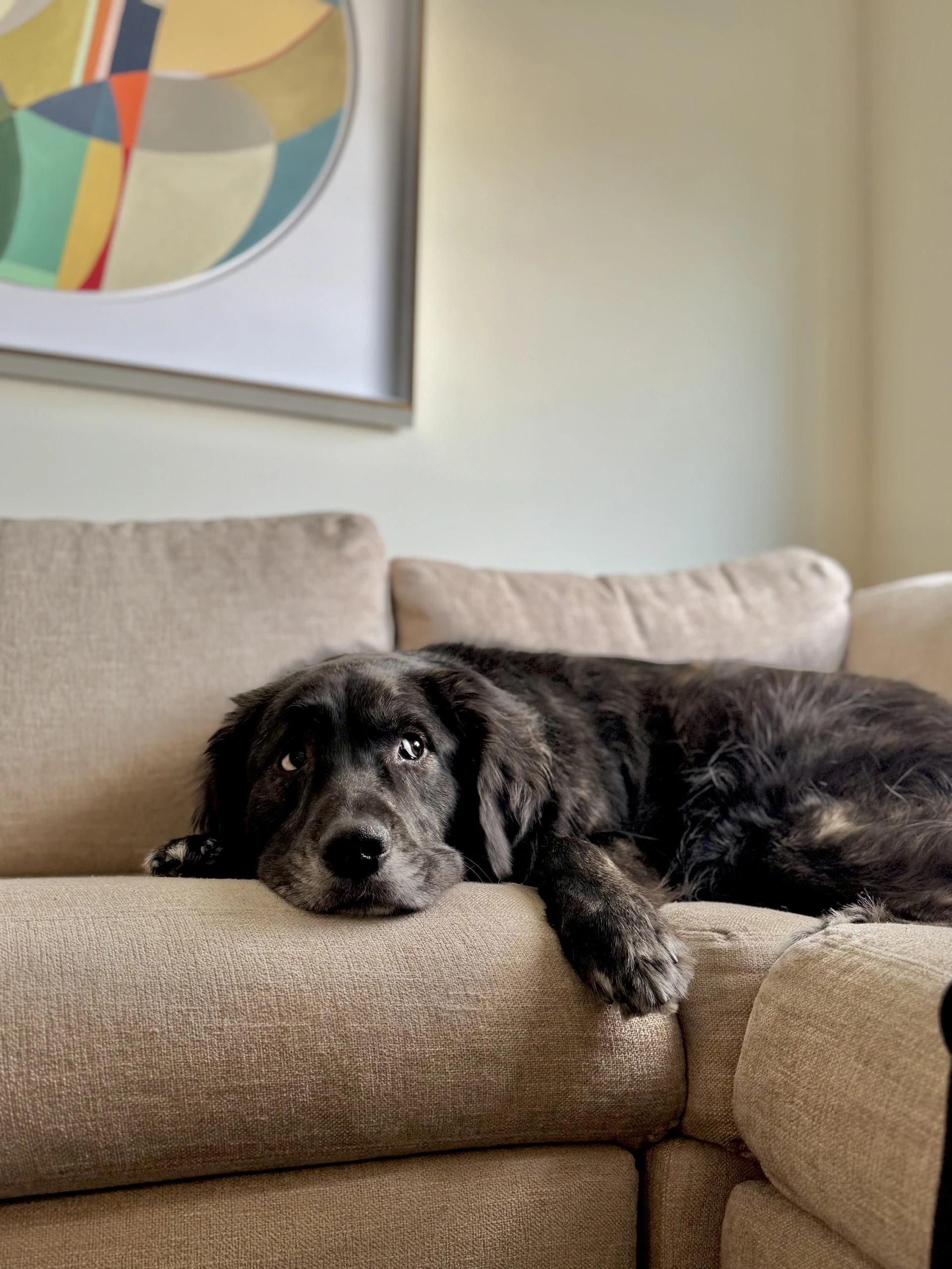 a dog lying on a couch