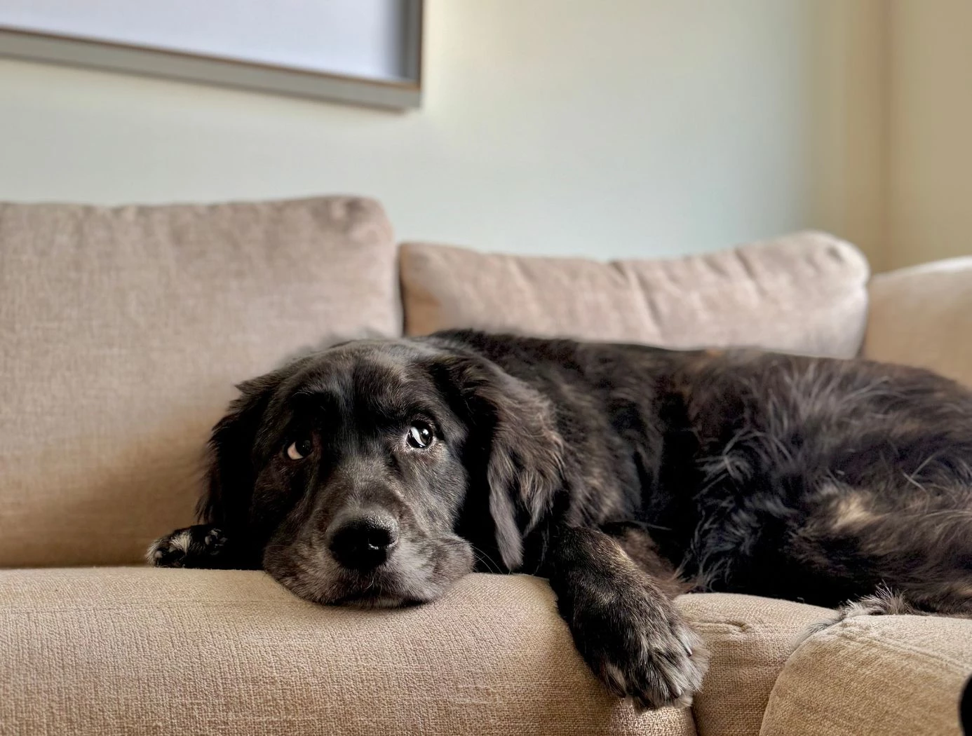 a dog lying on a couch