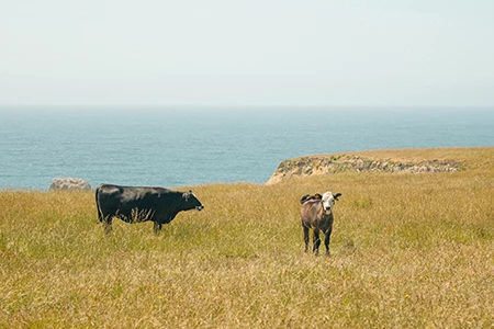 two cows standing in a field
