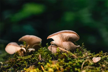 a group of mushrooms growing on moss