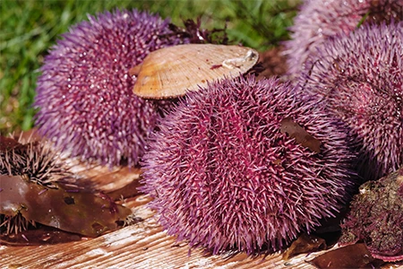 a group of purple sea urchins