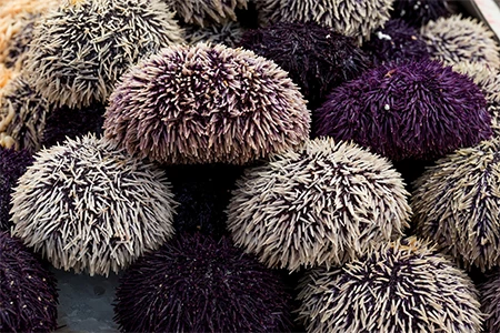 a group of purple and white sea urchins