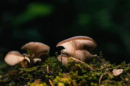 a group of mushrooms growing on moss