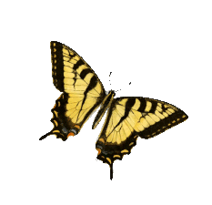 a yellow and black butterfly
