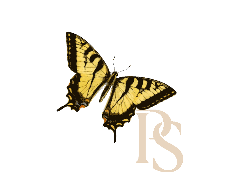 a butterfly with a black background