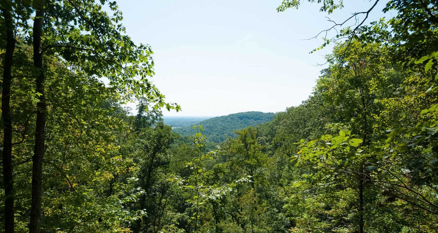 a view of a forest from a hill
