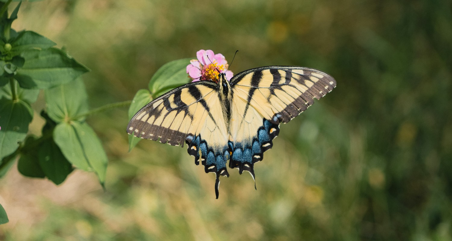 a butterfly on a flower