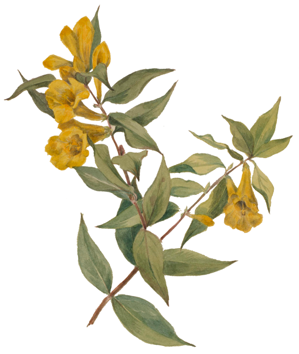 a yellow flowers on a branch