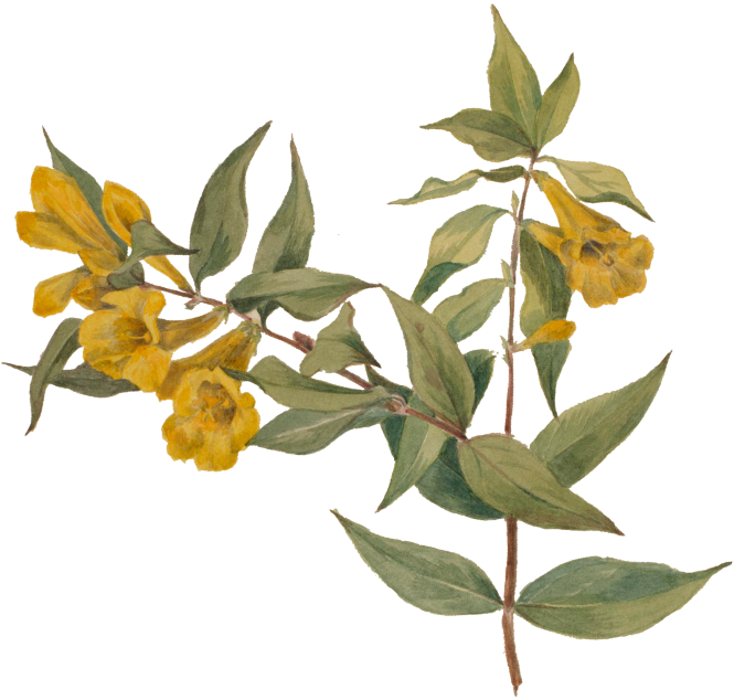 a yellow flowers and green leaves
