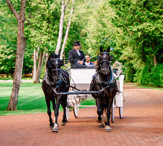 a two horses pulling a carriage