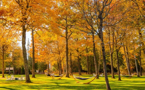 hammocks in a park with trees and grass with yellow leaves
