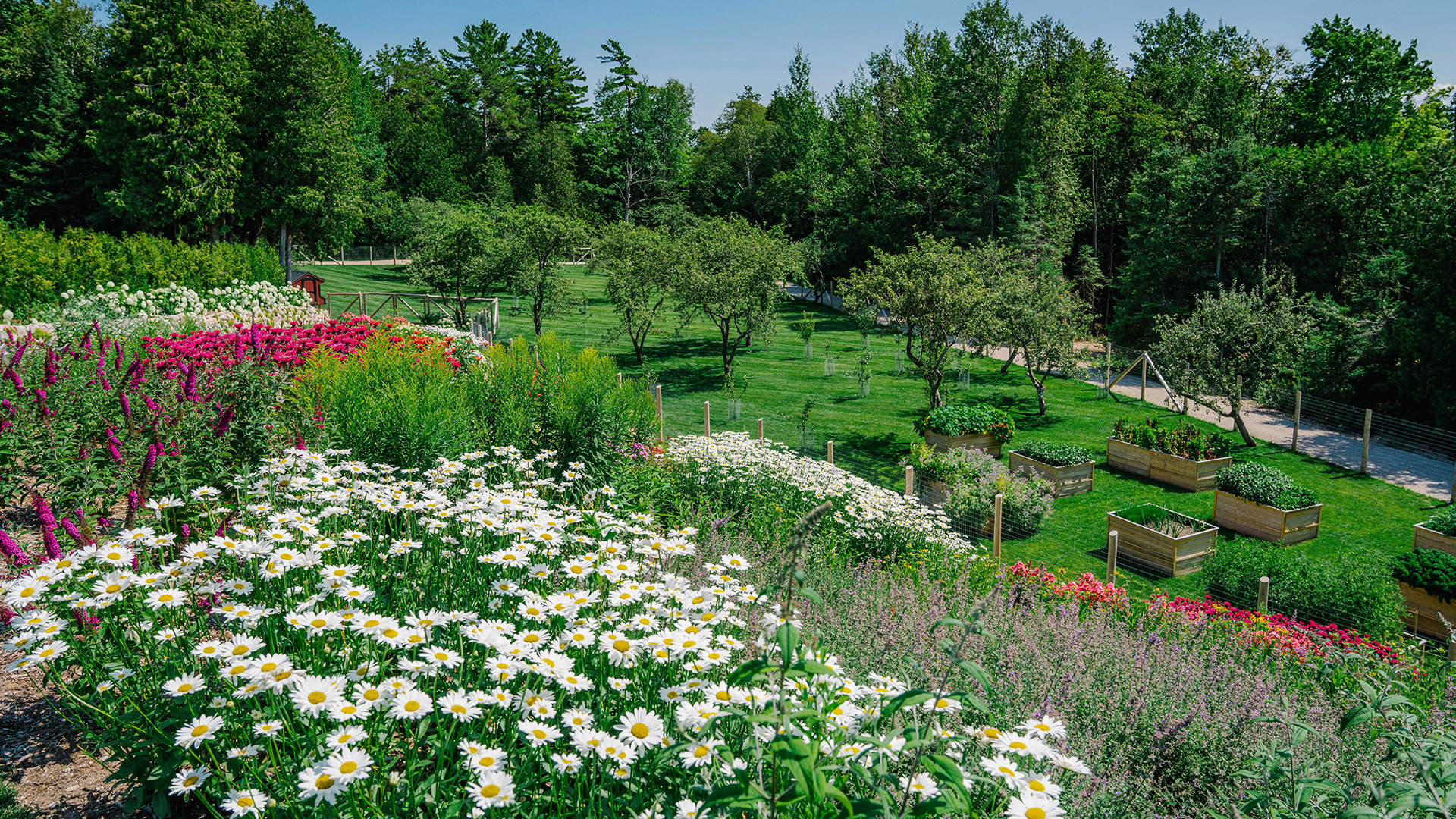 a garden with many flowers and trees