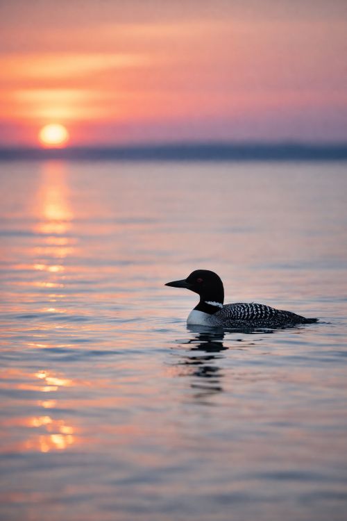 Common loon on Lake Huron at sunrise near Mackinac Island photographed with a telephoto lens