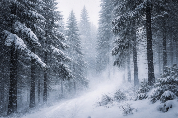 Snow-covered pine forest in Northern Michigan during a late-season March blizzard with blowing snow and reduced visibility.