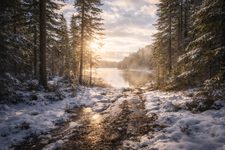 Early spring sunlight melting snow across Northern Michigan forests after a late-season March blizzard.