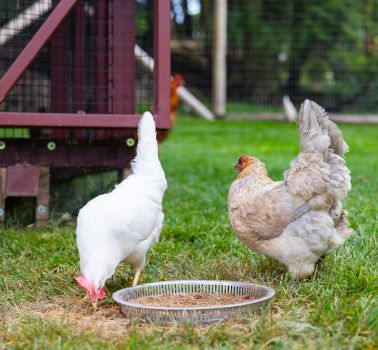 a couple of chickens in a chicken coop