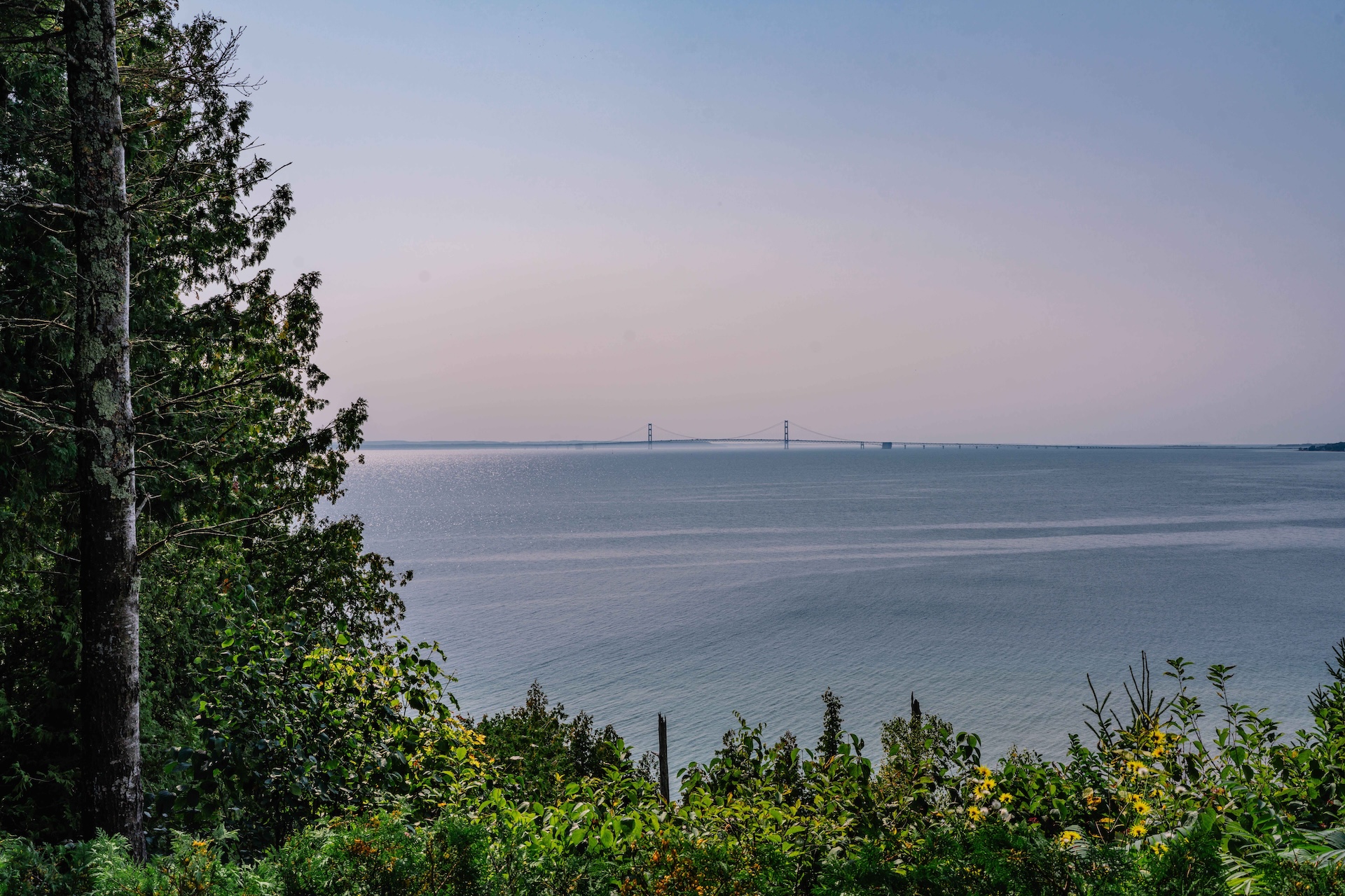a bridge over water with trees and bushes