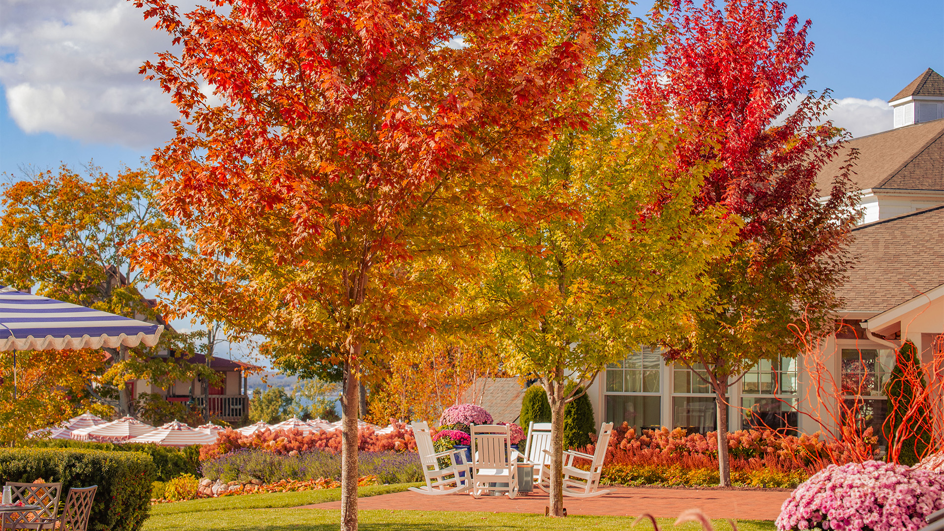 a lawn chairs and trees with fall leaves