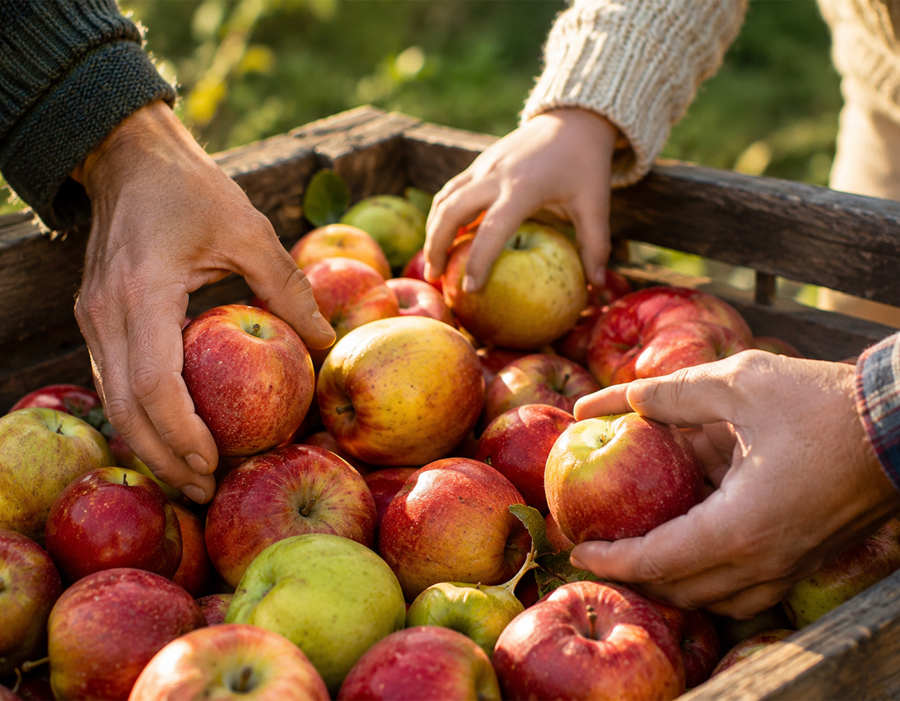 a group of hands holding apples