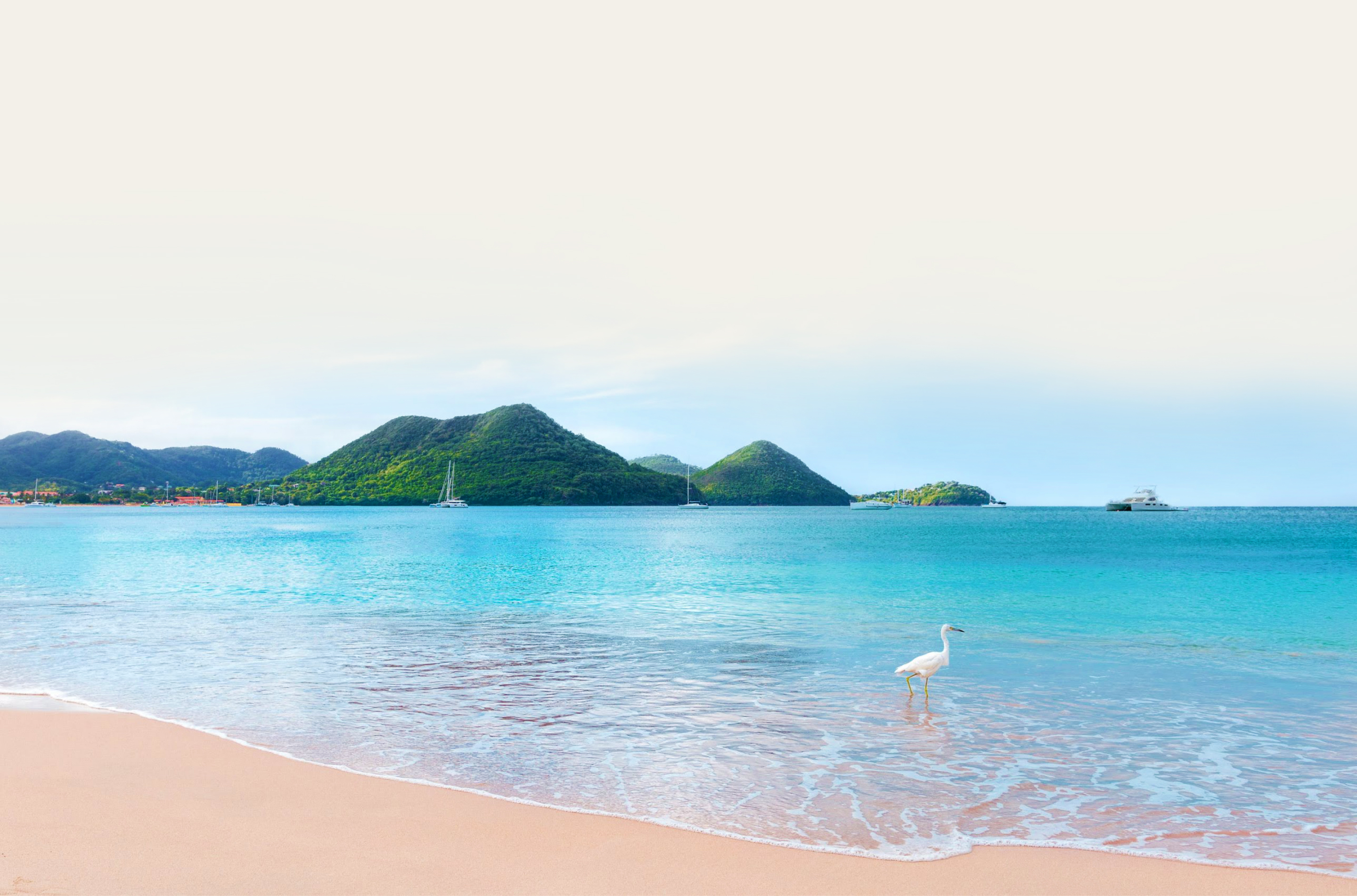 a bird on a beach
