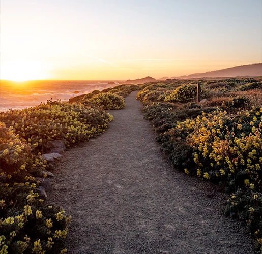 dirt pathway at sunset with yellow flowers