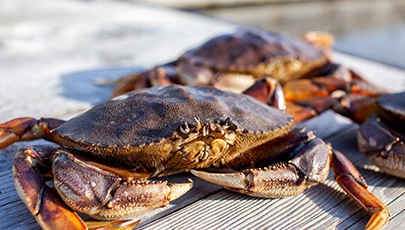 two live crabs sitting on wood
