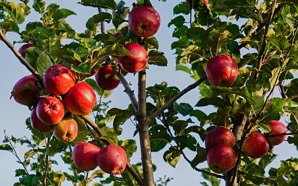 The Road to Apple Country