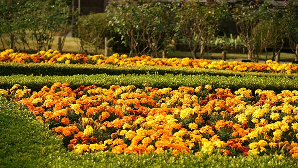 a field of flowers with Keukenhof in the background