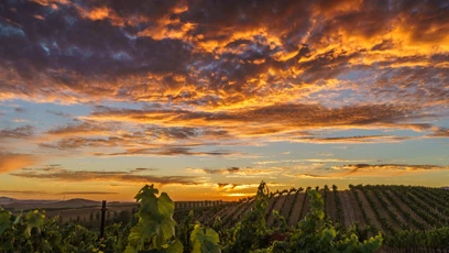 a sunset over a vineyard