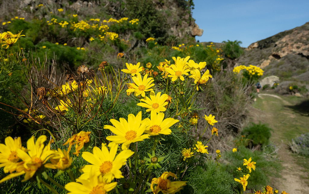 March in Bloom: Wildflowers Along the Sonoma Coast