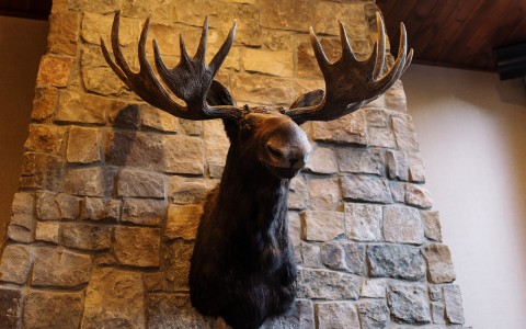 a moose head mounted on a stone wall