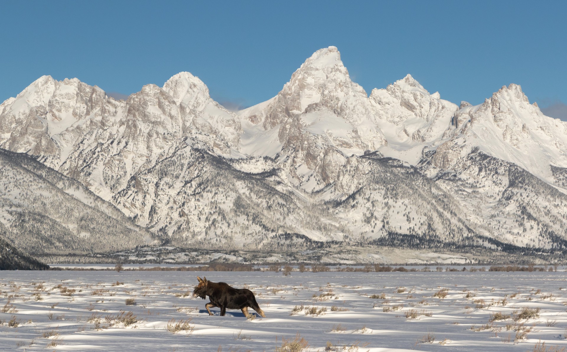 a moose in a snowy field