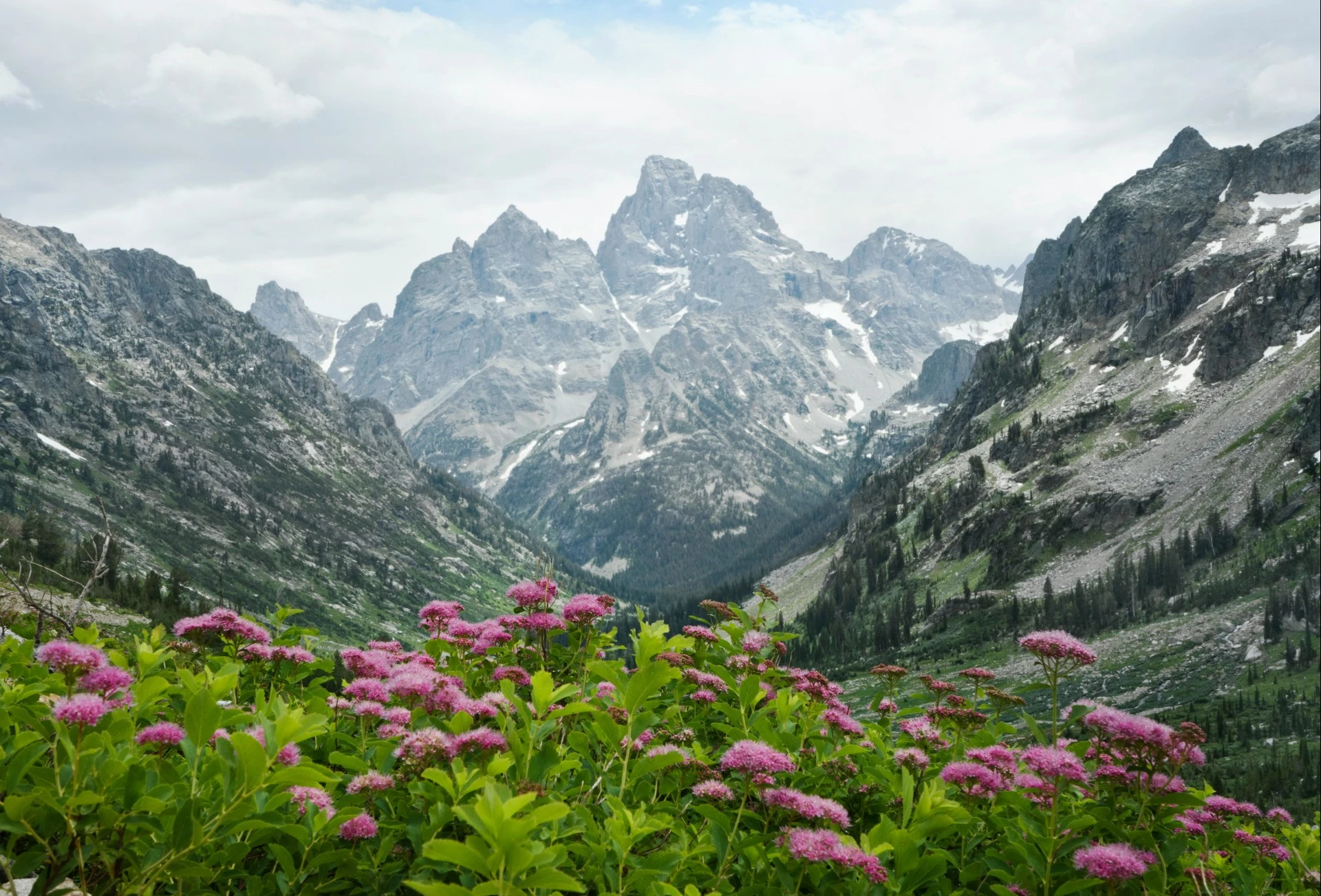 a mountain range with purple flowers