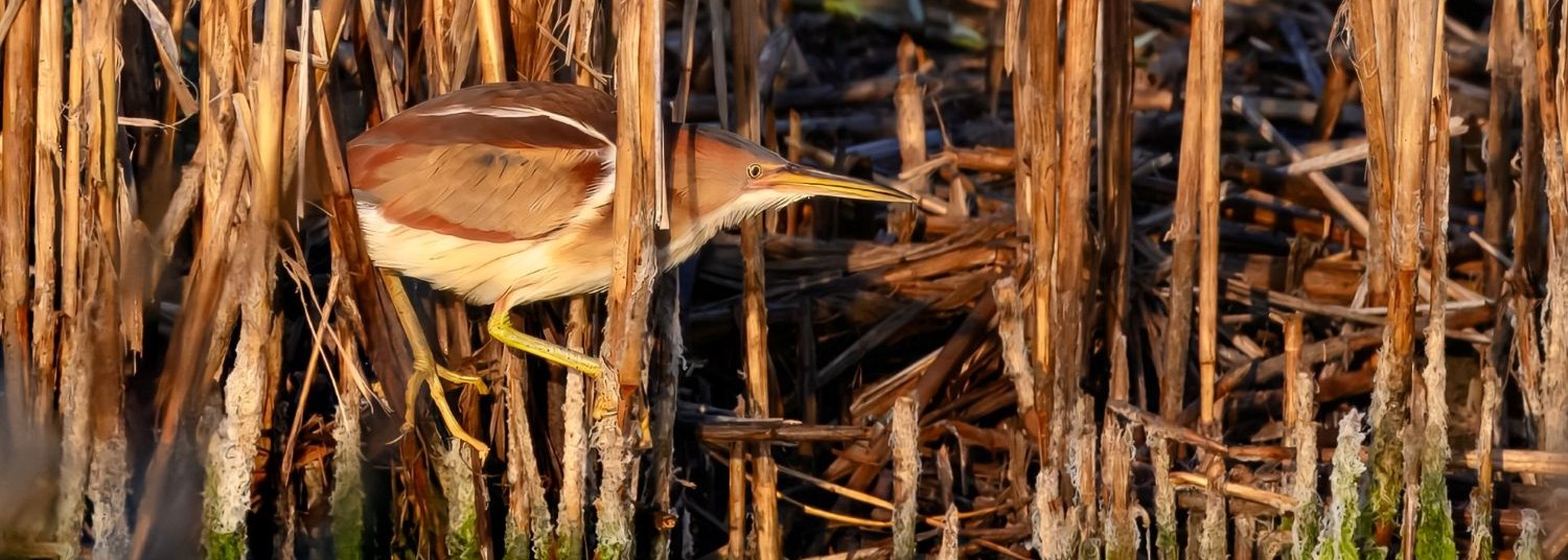 a bird standing on a branch