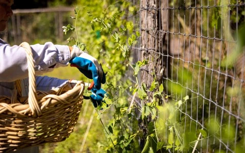 person picking vines