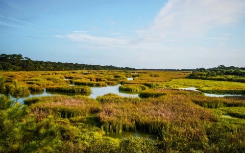 view of wetland 