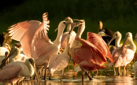 close up of birds 