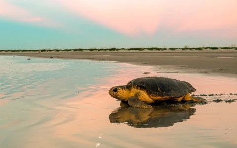 turtle making its way back into the water 