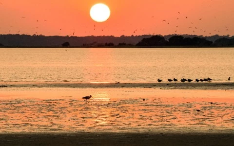 view of sun set on the water with birds 