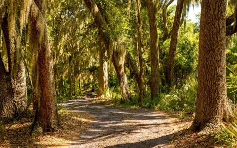 hiking trail lined with trees 