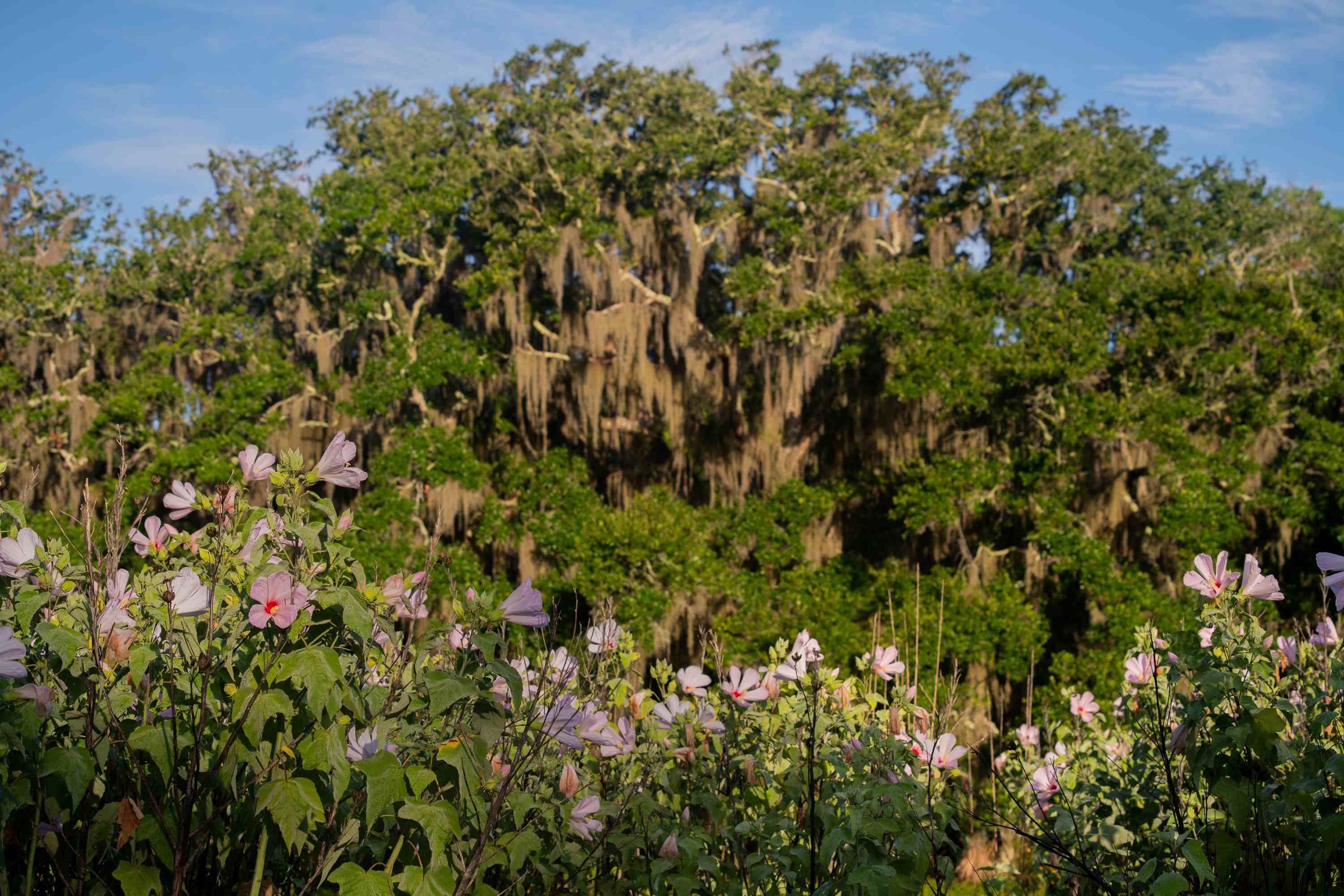 a group of flowers in front of a forest