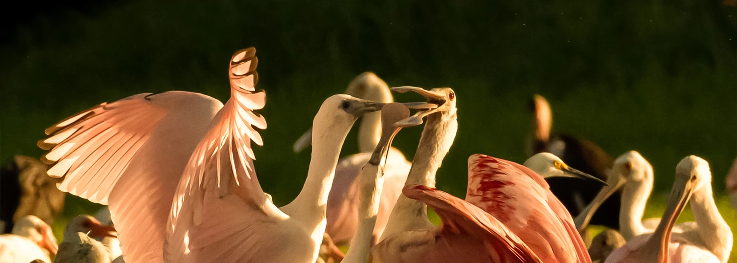 many pink and white birds fighting 